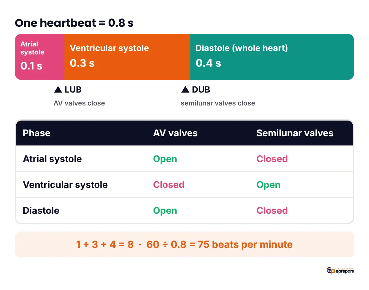 Infographic of one 0.8 second cardiac cycle: a bar divided into atrial systole 0.1 s, ventricular systole 0.3 s and joint diastole 0.4 s, with a table below showing for each phase whether the AV valves and semilunar valves are open or closed, and marking lub at the start of ventricular systole and dub at the start of diastole.