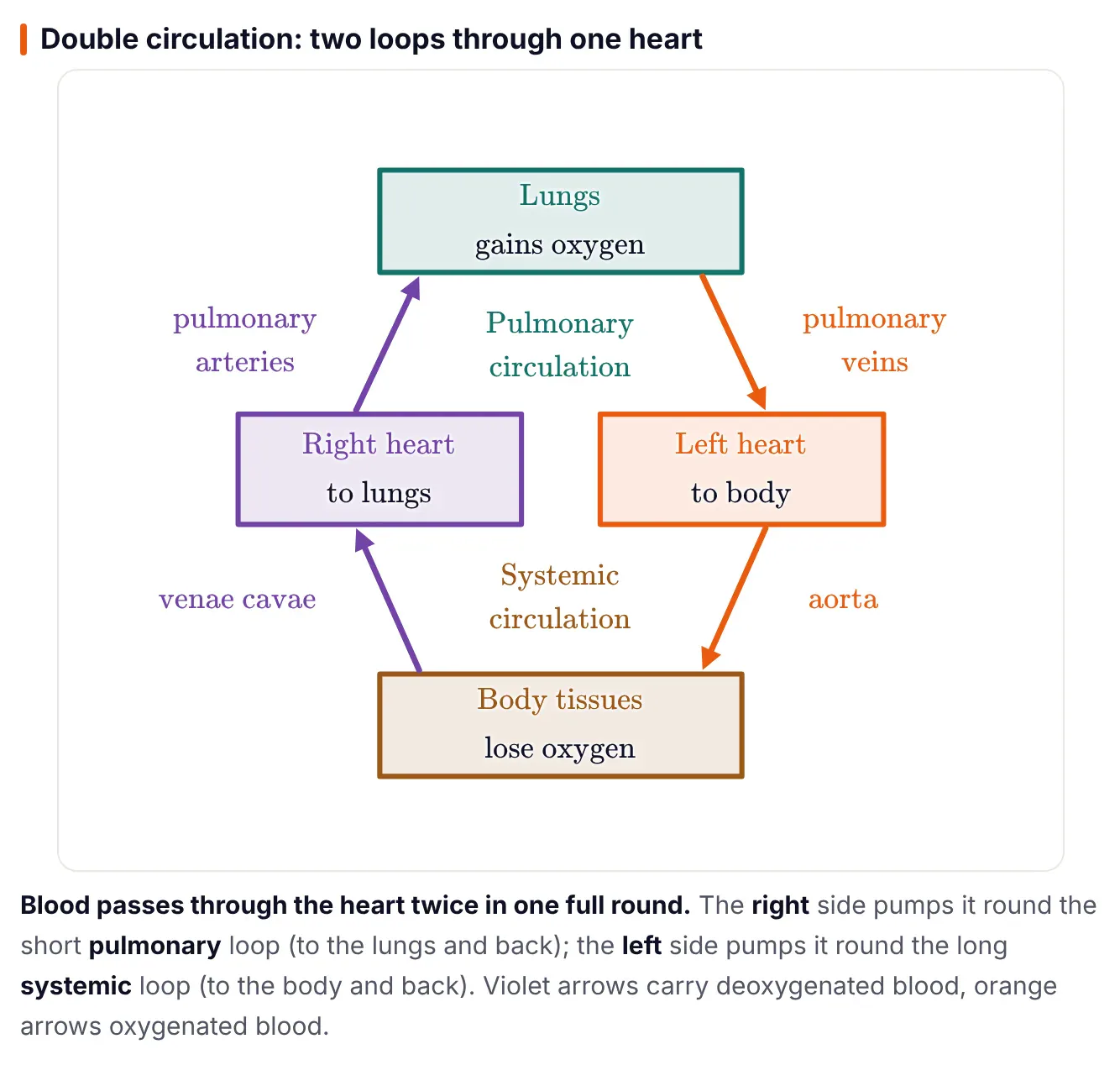 ePrepare notes diagram of double circulation: the right heart sends blood through the pulmonary arteries to the lungs, where it gains oxygen, and it returns through the pulmonary veins to the left heart; the left heart sends blood through the aorta to the body tissues, where it loses oxygen, and it returns through the venae cavae to the right heart. The upper loop is labelled pulmonary circulation and the lower loop systemic circulation.
