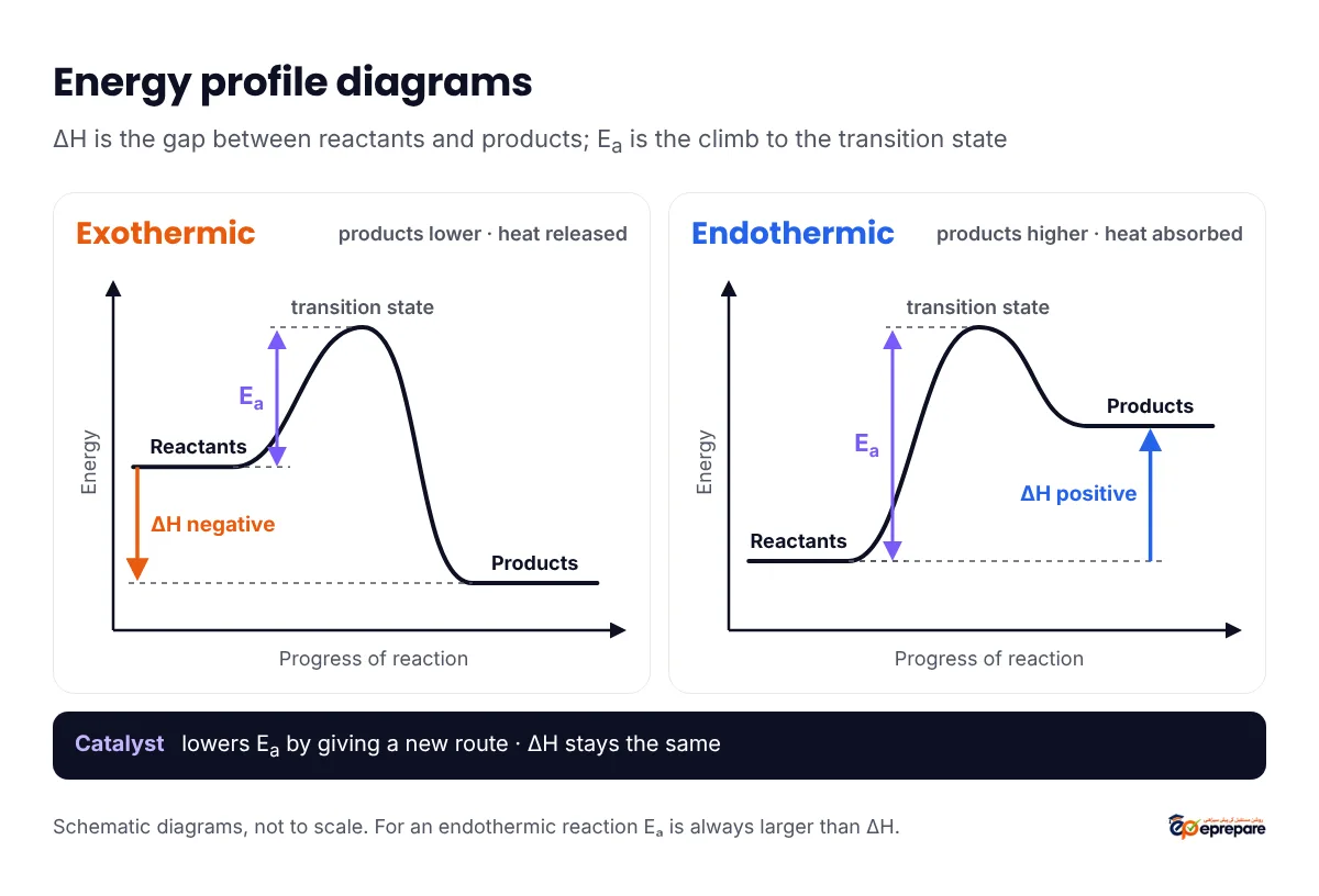 Two energy profile diagrams. Exothermic: products lie below reactants, the activation energy hump rises above the reactants and the downward arrow Delta H is negative. Endothermic: products lie above reactants, the activation energy is larger than Delta H and the upward arrow Delta H is positive. Both peaks are labelled transition state