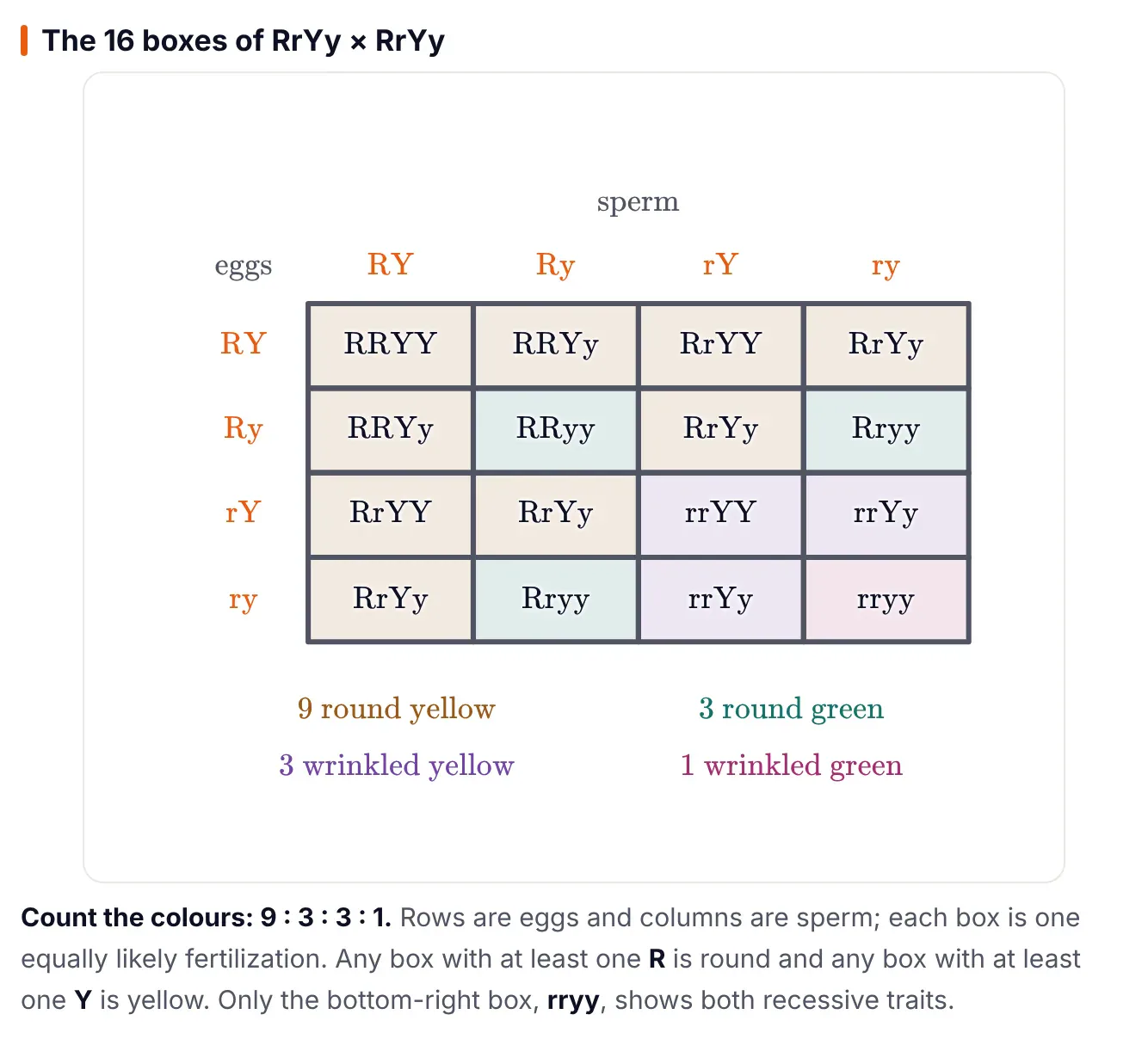 Dihybrid Punnett square from ePrepare's notes for RrYy crossed with RrYy: eggs RY, Ry, rY, ry down the side and sperm across the top, 16 boxes coloured by phenotype giving 9 round yellow, 3 round green, 3 wrinkled yellow and 1 wrinkled green.