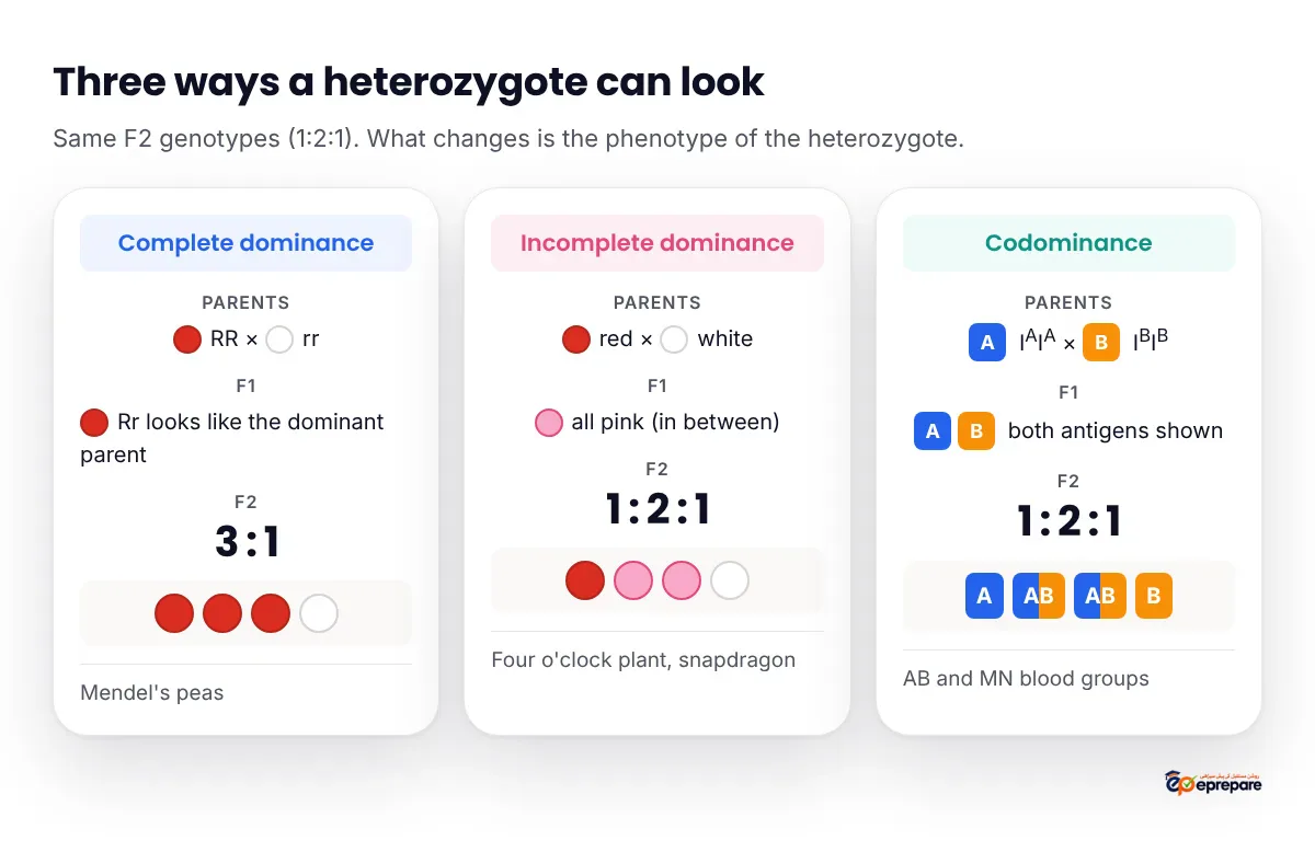 Three-column infographic comparing complete dominance, incomplete dominance and codominance: parents, F1 heterozygote and F2 phenotypic ratio for each, showing 3:1 for complete dominance, 1 red : 2 pink : 1 white for incomplete dominance, and 1 A : 2 AB : 1 B for codominance.