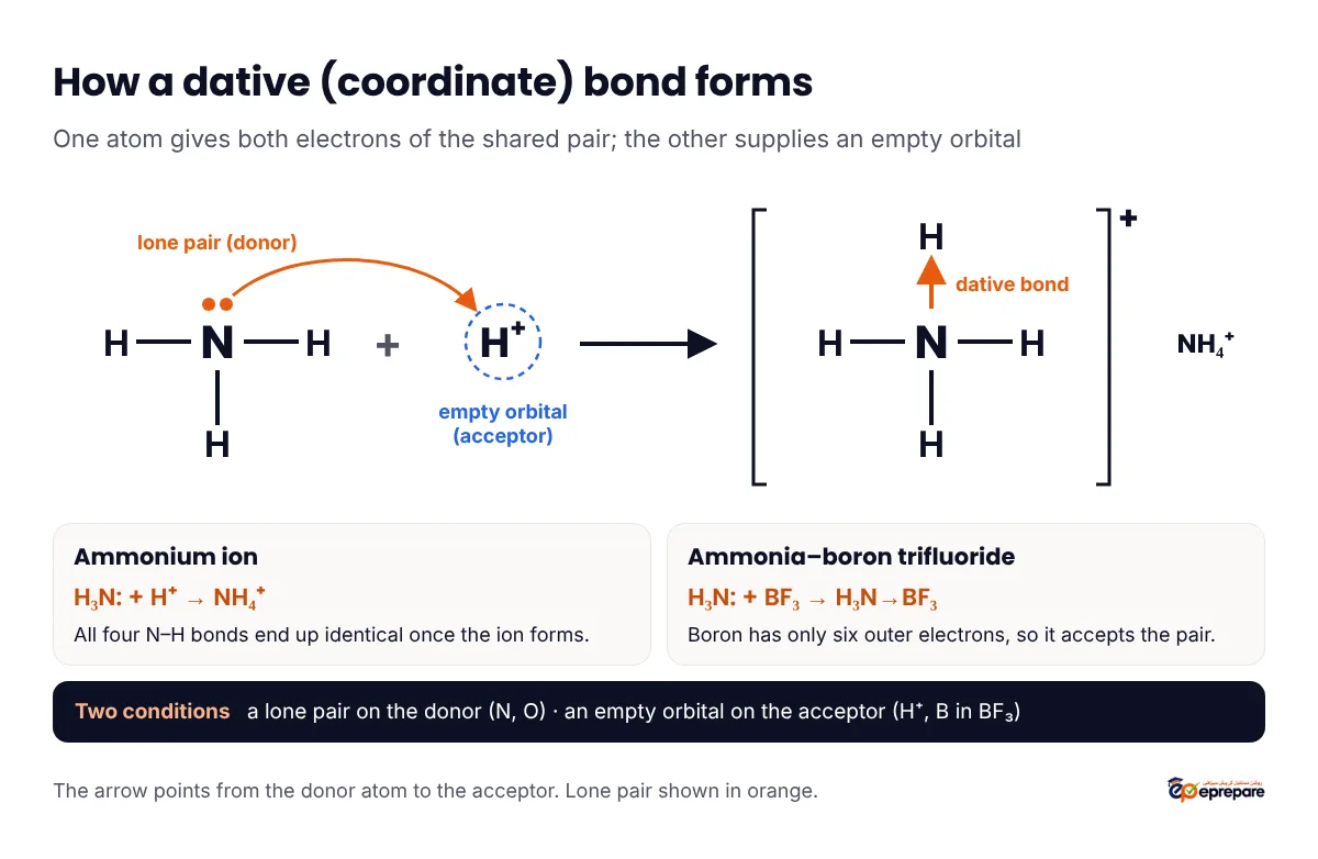 Labelled diagram of dative bond formation: the lone pair on nitrogen in ammonia is donated to an empty orbital of H+ to form the ammonium ion NH4+, and the lone pair on NH3 is donated to boron in BF3 to form H3N to BF3
