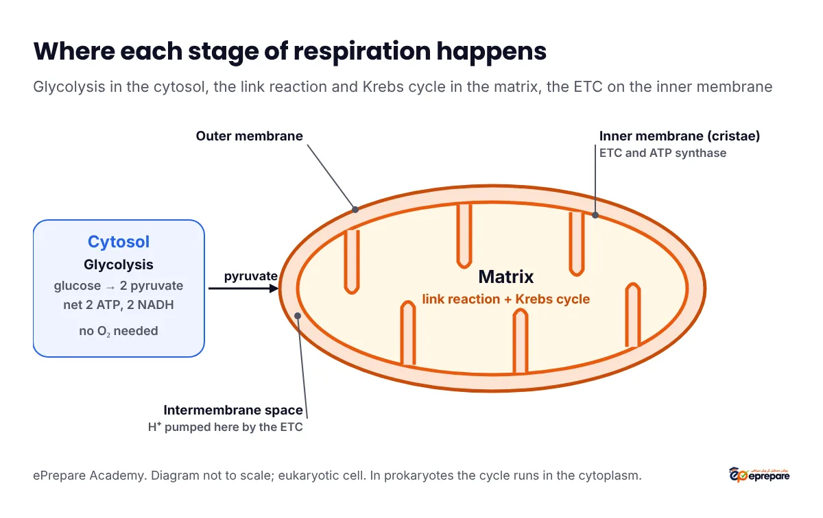 Labelled diagram of where respiration happens: glycolysis in the cytosol makes pyruvate, which enters the mitochondrion; the link reaction and Krebs cycle take place in the matrix; the electron transport chain and ATP synthase are on the inner membrane folded into cristae; protons are pumped into the intermembrane space