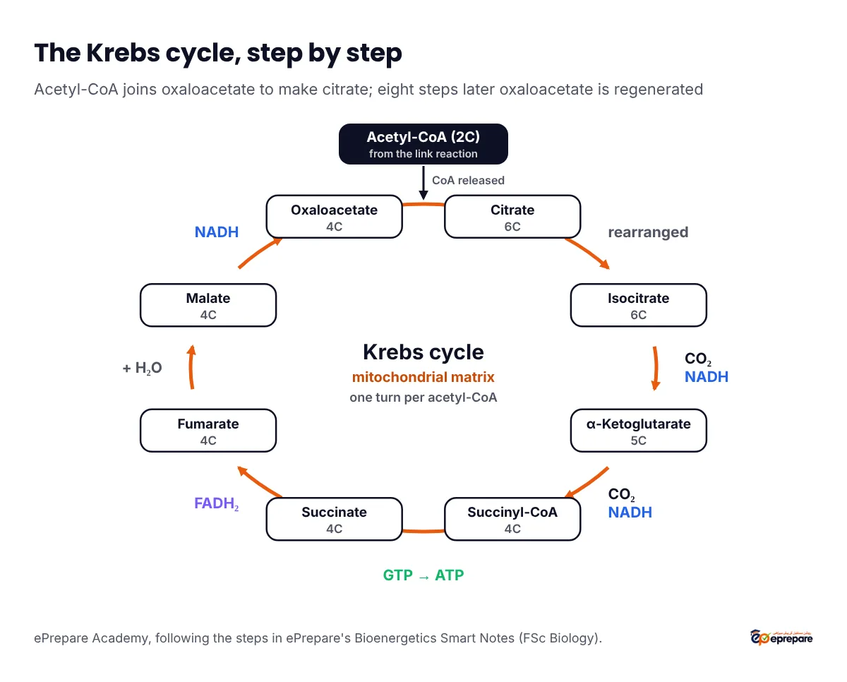 Krebs cycle diagram: acetyl-CoA (2C) joins oxaloacetate (4C) to form citrate (6C), then isocitrate (6C), alpha-ketoglutarate (5C) with CO2 and NADH released, succinyl-CoA (4C) with CO2 and NADH, succinate (4C) with GTP to ATP, fumarate (4C) with FADH2, malate (4C) with water added, and back to oxaloacetate with NADH