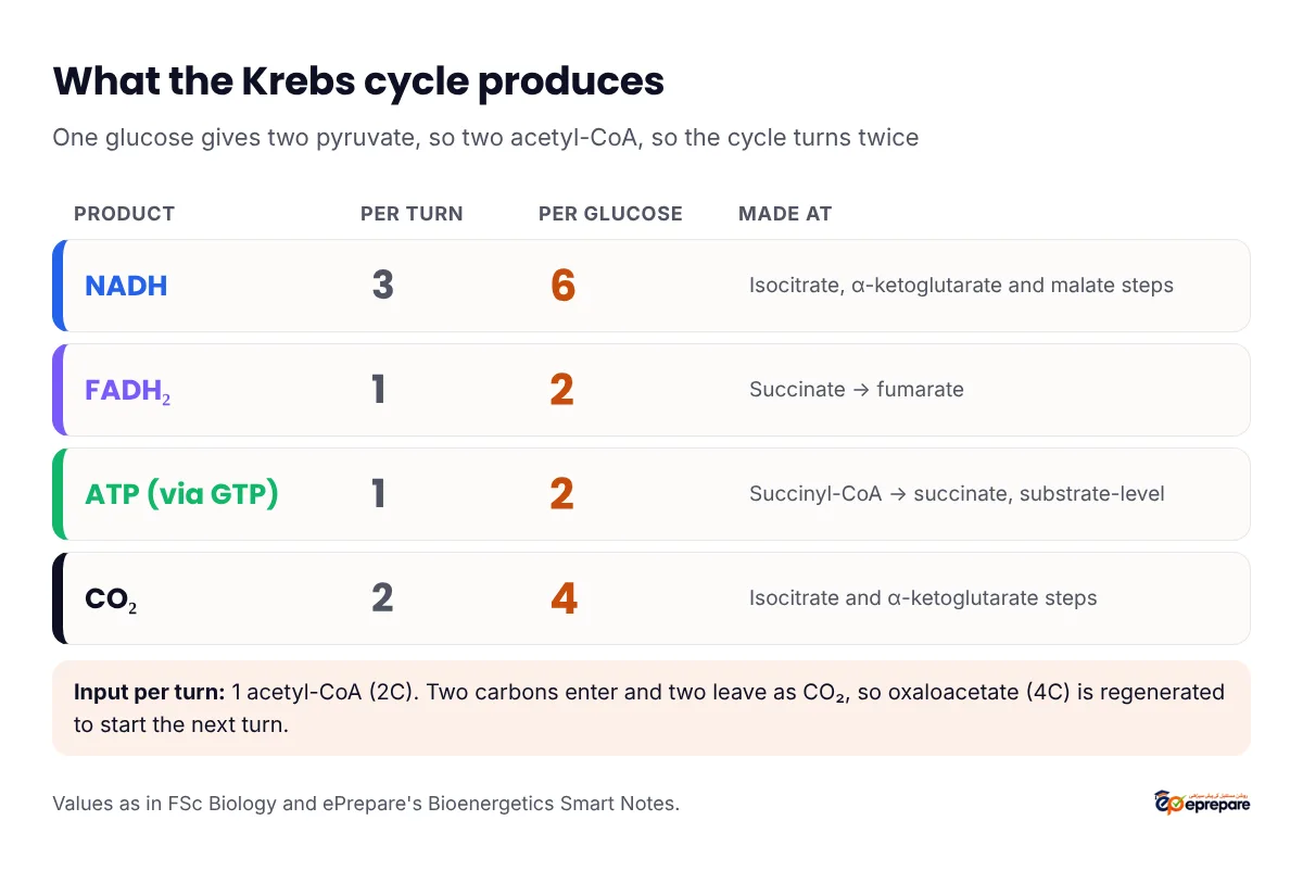 Krebs cycle products: per turn 3 NADH, 1 FADH2, 1 ATP via GTP and 2 CO2; per glucose 6 NADH, 2 FADH2, 2 ATP and 4 CO2