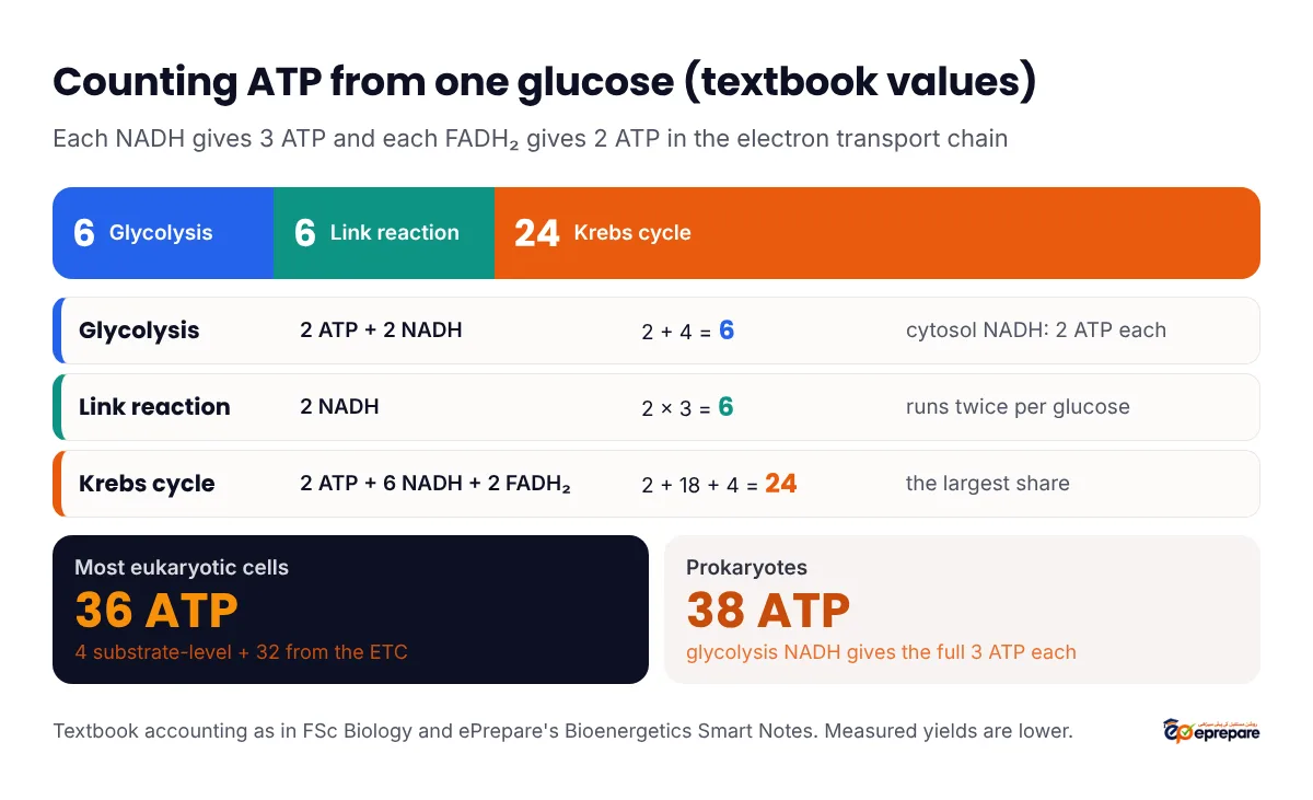 ATP count per glucose using textbook values: glycolysis 6 (2 ATP plus 2 NADH giving 4), link reaction 6 (2 NADH), Krebs cycle 24 (2 ATP, 6 NADH giving 18, 2 FADH2 giving 4), total 36 ATP in most eukaryotic cells and 38 in prokaryotes