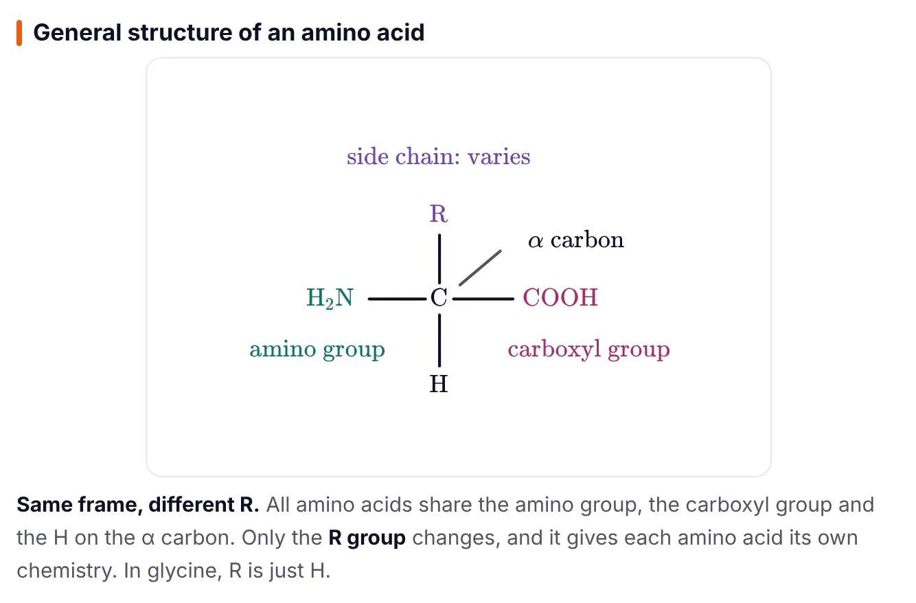 Diagram from ePrepare's conceptual notes showing the general structure of an amino acid: a central alpha carbon bonded to an H2N amino group on the left, a COOH carboxyl group on the right, an H below and an R side chain above, labelled side chain varies.