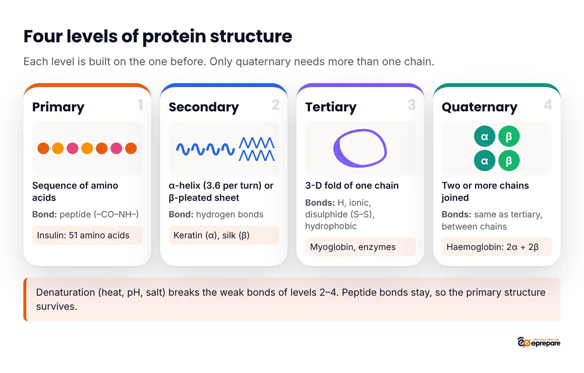 Infographic of the four levels of protein structure: primary as a sequence of amino acid beads joined by peptide bonds, secondary as alpha helix and beta pleated sheet held by hydrogen bonds, tertiary as one chain folded into a 3-D shape held by hydrogen, ionic, disulphide bonds and hydrophobic interactions, and quaternary as two or more chains such as haemoglobin with two alpha and two beta chains.