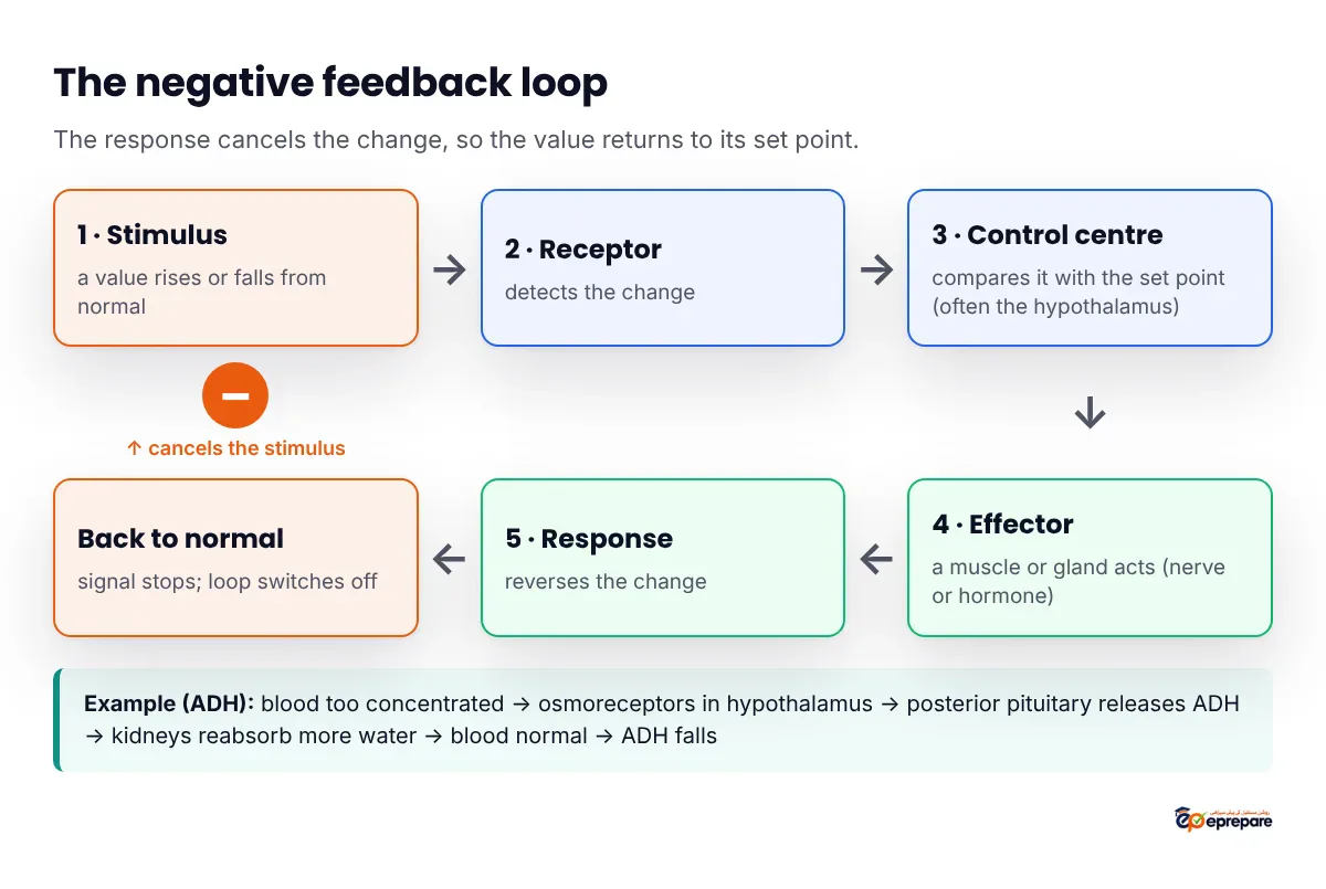 Flow chart of a negative feedback loop: a change from normal is detected by a receptor, passed to the control centre which compares it with the set point, then to an effector whose response reverses the change; a minus sign on the return arrow shows the response cancels the stimulus.