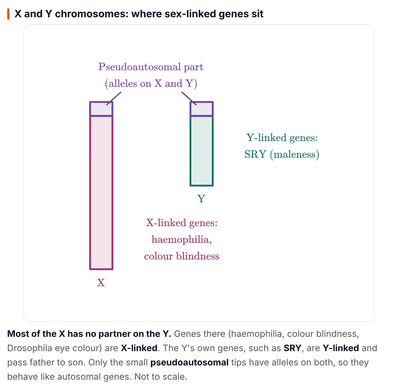 Diagram from ePrepare's conceptual notes showing a long X chromosome and a short Y chromosome; the matching tips are labelled pseudoautosomal part with alleles on X and Y, the rest of the X is labelled X-linked genes such as haemophilia and colour blindness, and the rest of the Y is labelled Y-linked genes such as SRY for maleness.