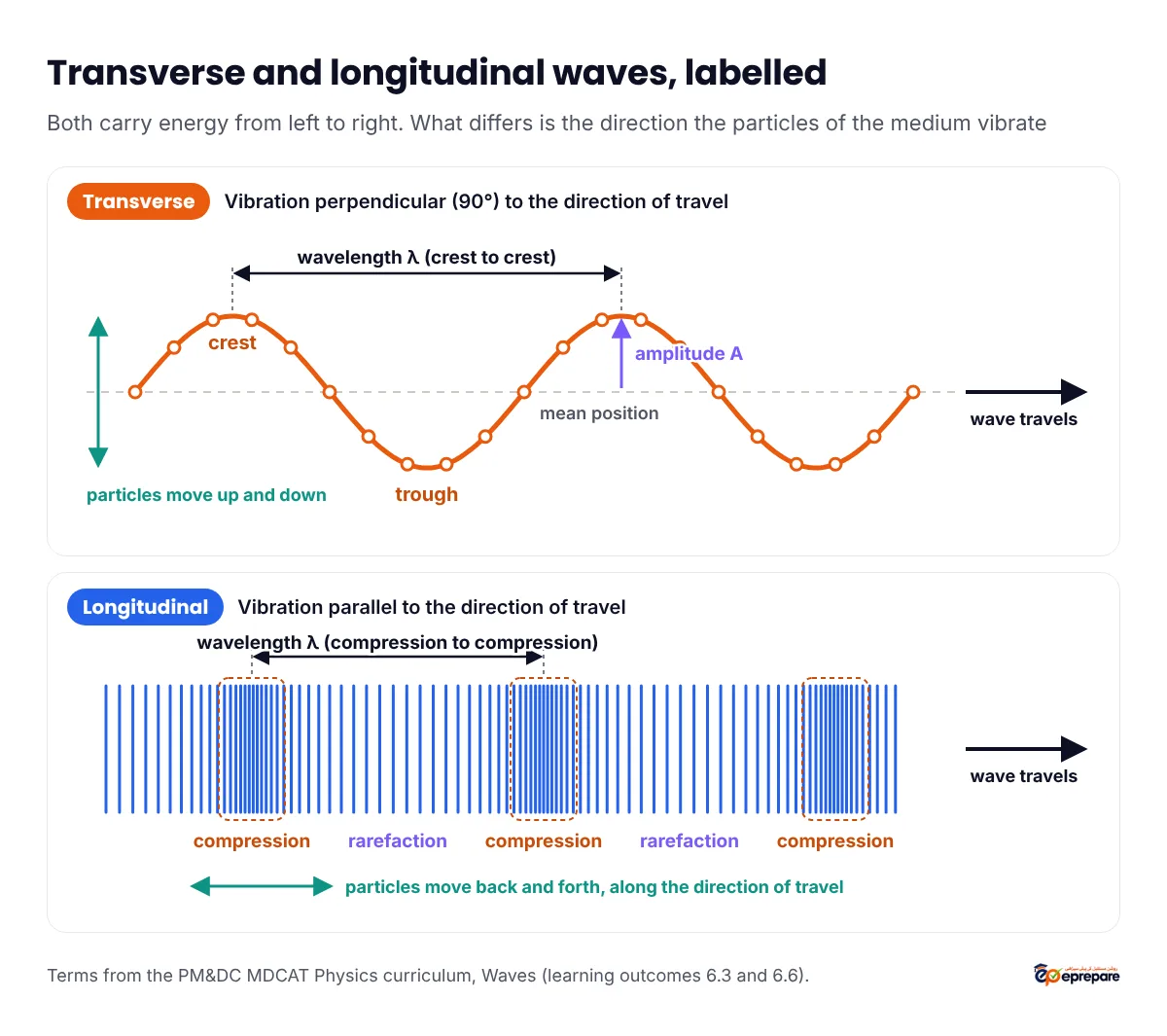 Labelled diagram: a transverse wave with crest, trough, wavelength from crest to crest, amplitude from the mean position and particles moving up and down, above a longitudinal wave with compressions, rarefactions, wavelength from compression to compression and particles moving back and forth along the direction of travel