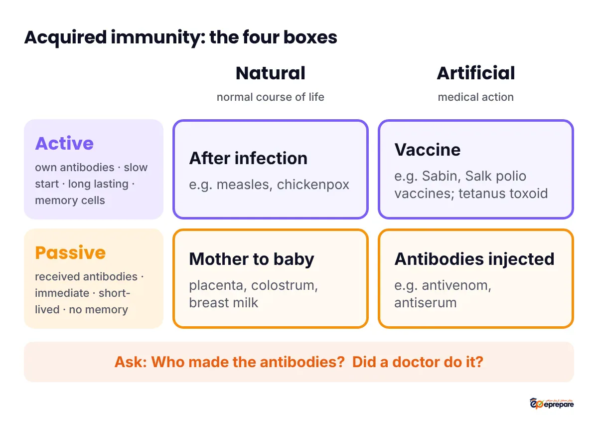 Infographic grid of the four types of acquired immunity: natural active after infection such as measles; artificial active by vaccines such as polio vaccine and tetanus toxoid; natural passive from mother to baby through the placenta, colostrum and breast milk; artificial passive by injected antibodies such as antivenom and antiserum. Active is long lasting with memory cells; passive is immediate and short-lived.