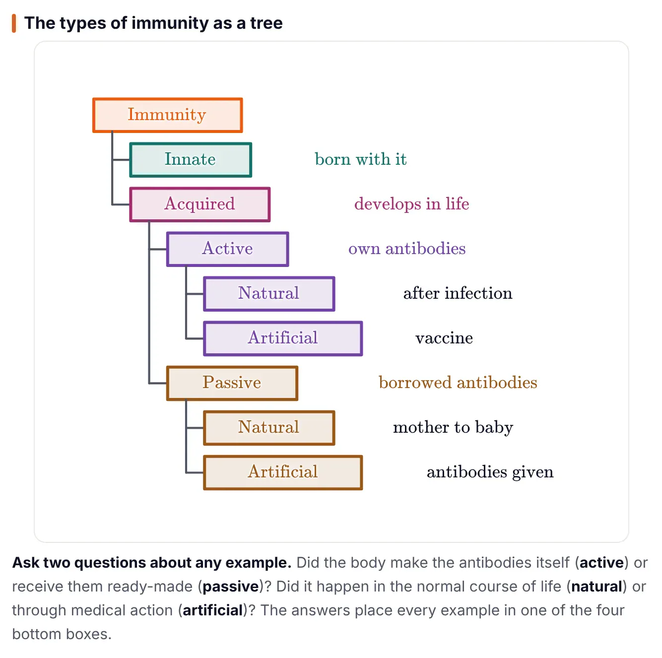 ePrepare notes tree diagram of the types of immunity: immunity splits into innate (born with it) and acquired (develops in life); acquired splits into active (own antibodies) and passive (borrowed antibodies); active splits into natural (after infection) and artificial (vaccine); passive splits into natural (mother to baby) and artificial (antibodies given).